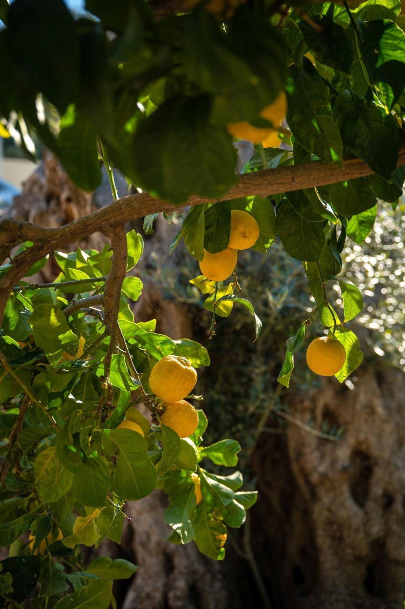 Physis Country House 2 Near Matala Beach & Faistos Kouses Εξωτερικό φωτογραφία