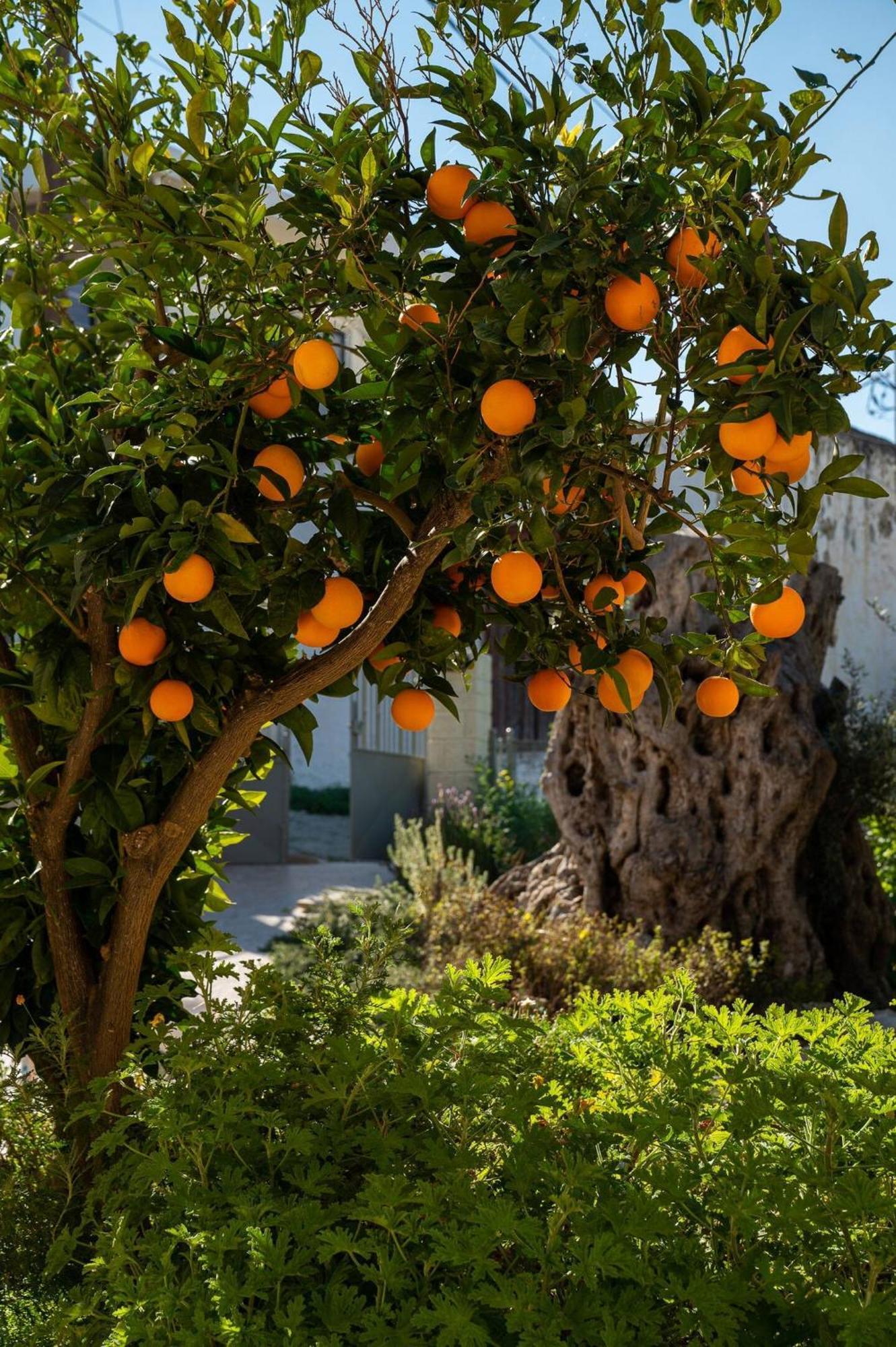 Physis Country House 2 Near Matala Beach & Faistos Kouses Εξωτερικό φωτογραφία